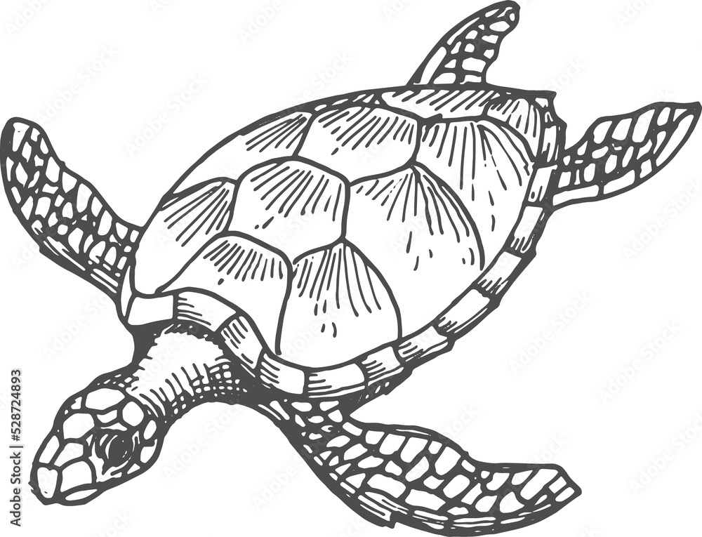 Sea tortoise Loggerhead turtle isolate sketch icon Stock Illustration ...