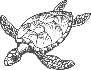 Wall Mural - Sea tortoise Loggerhead turtle isolate sketch icon