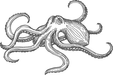 Octopus marine creature with eight sucker arms