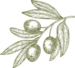 Poster - Olive tree branch with berries and leaves sketch