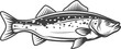 Codfish Walleye Zander or scumbidae saltwater fish