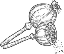 Sketch Poppy Heads With Seeds, Vector Dry Flowers