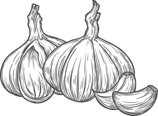 Sticker - Sketch garlic vegetable, natural vector plant