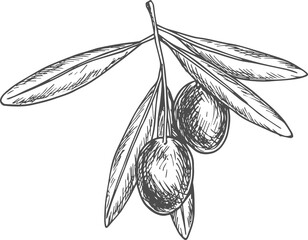 Wall Mural - Sketch olive berries, vector vegetable on branch