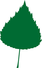 Sticker - Green spring leaf of hornbeam, birch tree. Leafage