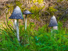 Edible And Inedible Mushrooms Occurring In Poland.