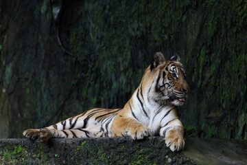 Wall Mural - Close up Indochinese tiger is beautiful animal and dangerous