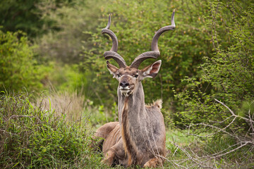 Greater Kudu (Tragelapus strepsiceros) bull 15208