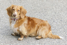 18-Months-Old Long-Haired Mini Dachshund. Off-leash Dog Park In Northern California.