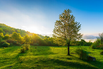 tree on the meadow at sunrise. beautiful countryside landscape of carpathian mountains in morning light. fog in the distant valley and clouds on the sky