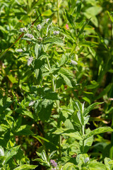 Naklejka na meble In the wild grows mint long-leaved Mentha longifolia