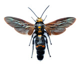 Fototapeta Motyle - Megascolia scutellaris (male)
Large Insect, Predator Wasps in White Background