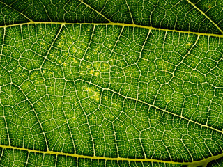 Wall Mural - macro photography of a leaf texture