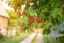 Red Viburnum Berries On A Green Bush Against The Background Of A Road Going Into The Distance, Useful Viburnum Berries Used In Home Medicine, A Symbol Of Ukraine - Viburnum
