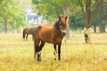 Beautiful Wild Brown Horse Stallion On Summer Flower Meadow, Equine Eating Juicy Grass, Horse Stallion With Long Mane Portrait In Standing Position, Equine Stallion Outdoors, Superb Big Horse Equines
