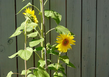 Giant Sunflowers Growing In A Sunlit Garden