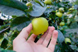 Green apple on the tree, apple in hand.