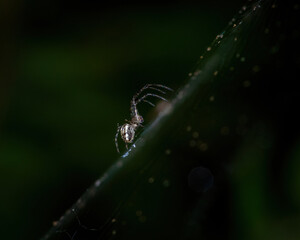 spider on a web