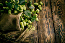 The Main Brewery Ingredients- Are Green Hop Cones In A Linen Sack And Barley Ears On A Rustic Aged Wooden Table Surface. Oktoberfest Beer Concept. Product Flat-lay Background.