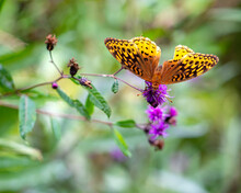 Great Spangled Fritillary Butterfly On Wildflower
