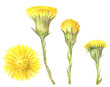 Yellow flowers tussilago in Watercolor. The first spring flowers coltsfoot. Foalfoot isolated on 
transparent background. Watercolor illustration. Field flowers. plants used in medicine