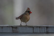 Female Cardinal on Porch Railing