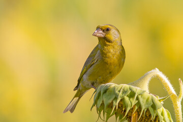  Dzwoniec (Chloris chloris)