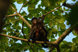 Spider monkeys playing in corcovado national park on the osa peninsula of costa rica