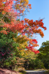 Wall Mural - Autumn leaves at Japanese garden of Expo '70 Commemoration Park in Osaka, Japan