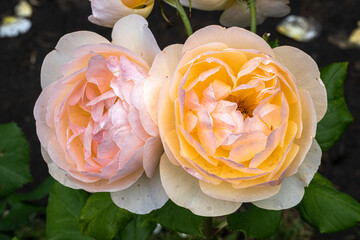 Wall Mural - Flowers of ‘Roald Dahl’ English Rose