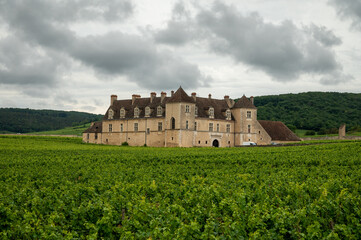 Panoramic view on grand cru vineyards in Côte-d'Or Burgundy winemaking region, Bourgogne-Franche-Comté, France