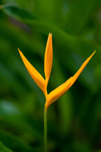 Orange Bird Of Paradise Bloom With A Blurred Green Background.