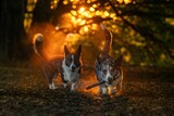Fototapeta Psy - Dwa psy rasy corgi w porannym pięknym słońcu