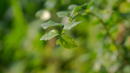 Wall Mural - Leaves with bokeh background. Suitable for use as a graphic resource, wallpaper, basic material for greeting cards, wedding invitations, postcards and the like