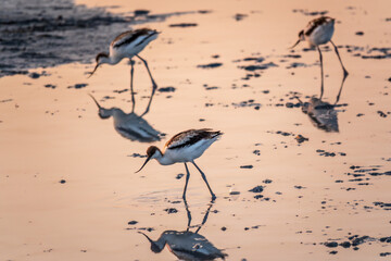 Water bird pied avocet, Recurvirostra avosetta, standing in the water in pink sunset light. The pied avocet is a large black and white wader with long, upturned beak