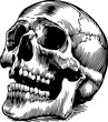 calavera craneo skull
