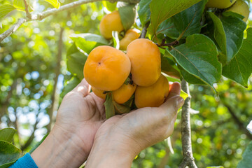 Wall Mural - Ripe Persimmons fruit hanging on Ripe Persimmons fruit hanging on Persimmon branch tree, Japanese persimmon tree with ripe fruits, A farmer's hand caring for persimmons on a tree