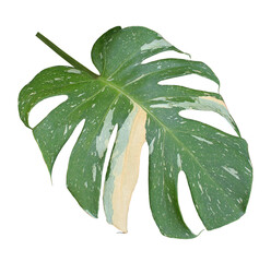 Poster - green monstera palm leaf isolated on transparent background png file