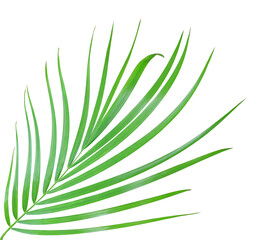 Sticker - green palm leaf isolated on transparent background png file