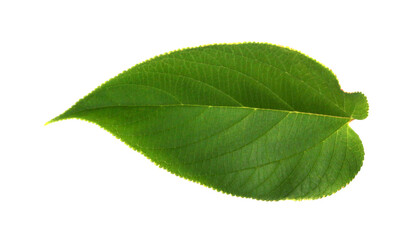 Poster - green leaf on transparent background png file