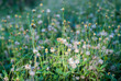 © Sadhit - Tridax Procumbens, grass flowers growing up in nature looks fresh and beautiful.