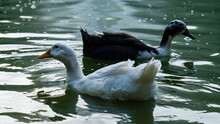 Duck Floating In Green Water
