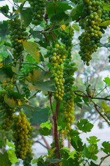 Wall Mural - White grapes