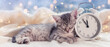 cute gray kitten sleeping next to white alarm clock on front of christmas decoration nativity concept