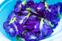 Asian Pigeonwings Or Butterfly Pea Flower Or Blue Pea Or Clitoria Ternatea L. Natural Blue Color. For Making Thai Style Butterfly Pea Flower Juice