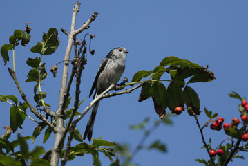 Wall Mural - a long-tailed tit, aegithalos caudatus, perching on a branch of a tree.