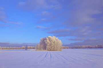 Wall Mural - An island of frost trees grows in an empty field in winter. White winter rural landscape in winter under a blue sky over the horizon. Latvia