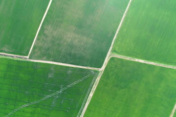 Wall Mural - Green rice Fileds aerial view Thailand countryside