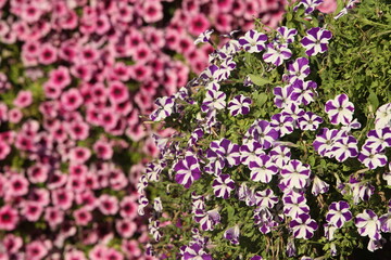 Wall Mural - Pink, purple flowers of surfinia (ampelous petunia). Summer flowers. Floral postcard with pink surfinia. Garden, seasonal gardening. Purple surfinia blossom. Pink bloom of surfinia