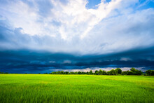 Arcus Clouds Over The Green Rice Field, Storm And Rain Falling At The Horizon Is Coming To The Paddy Field In Countryside Of Thailand